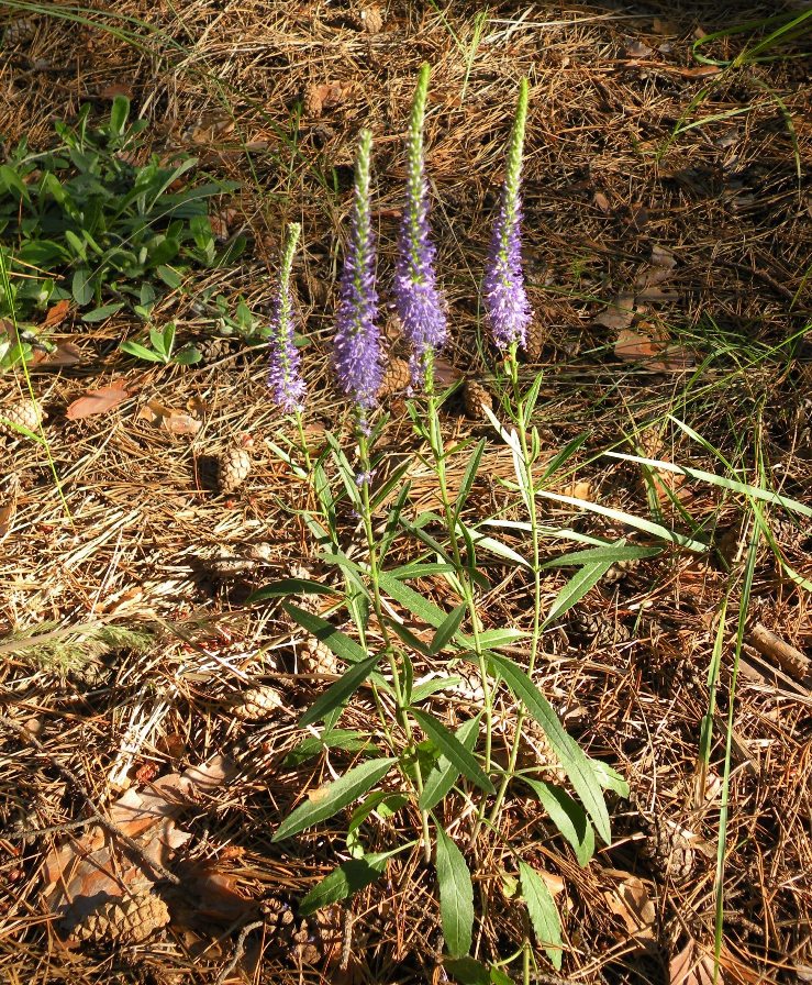 Изображение особи Veronica spicata.