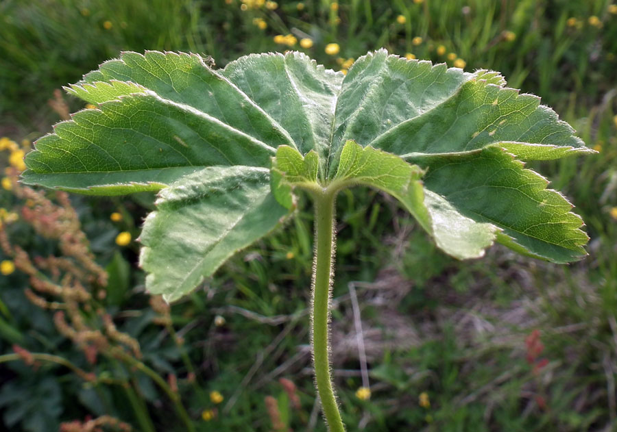 Image of genus Alchemilla specimen.