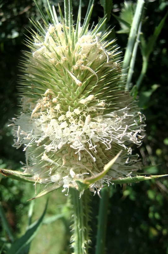 Image of Dipsacus laciniatus specimen.