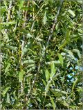 Salix acutifolia. Молодые побеги. Чувашия, окр. г. Шумерля, правый берег р. Сура, Наватские пески. 10 августа 2011 г.