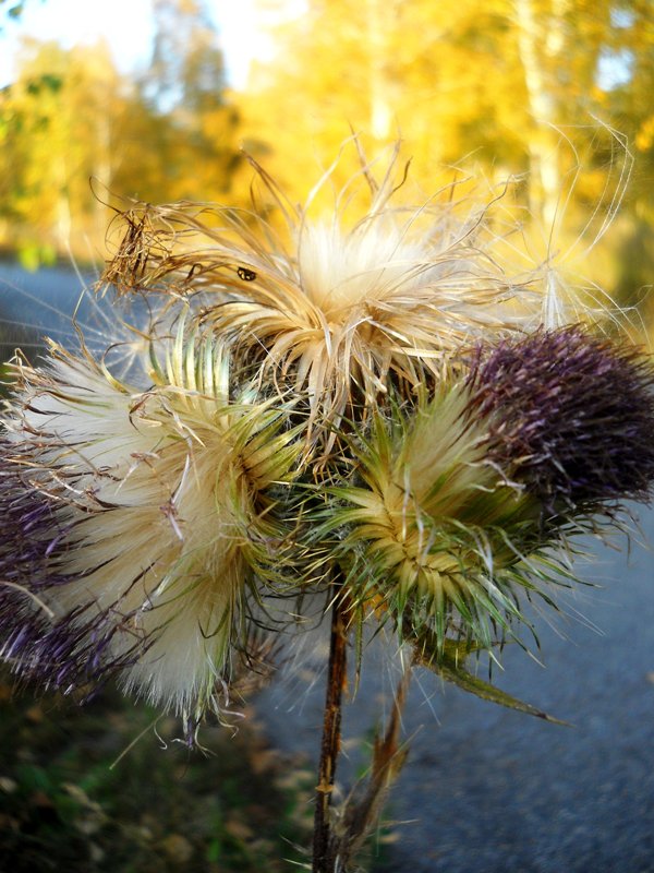 Изображение особи Cirsium vulgare.