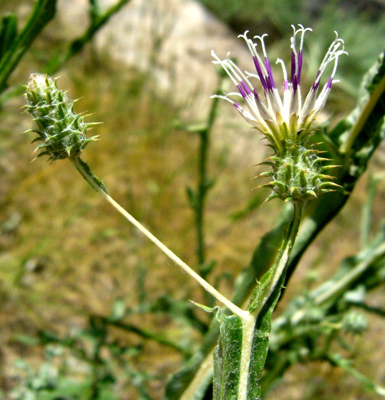 Изображение особи Cousinia oxiana.