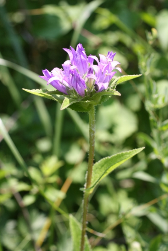 Изображение особи Campanula maleevii.