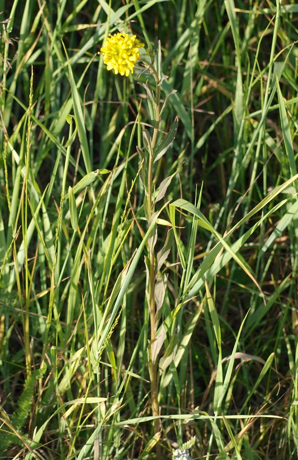 Image of Erysimum hieraciifolium specimen.