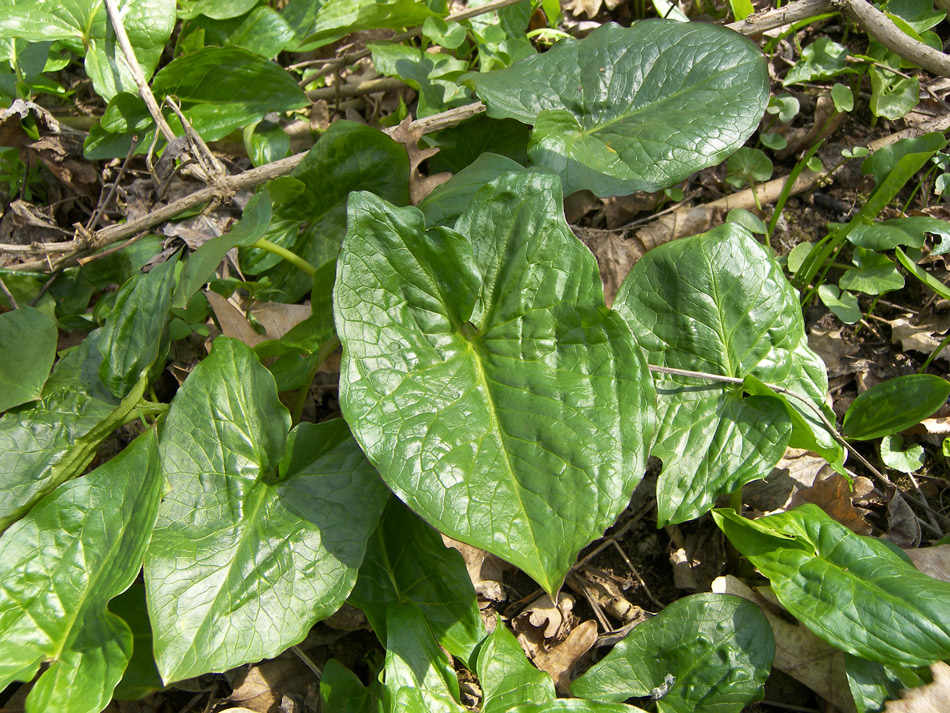 Image of Arum orientale specimen.