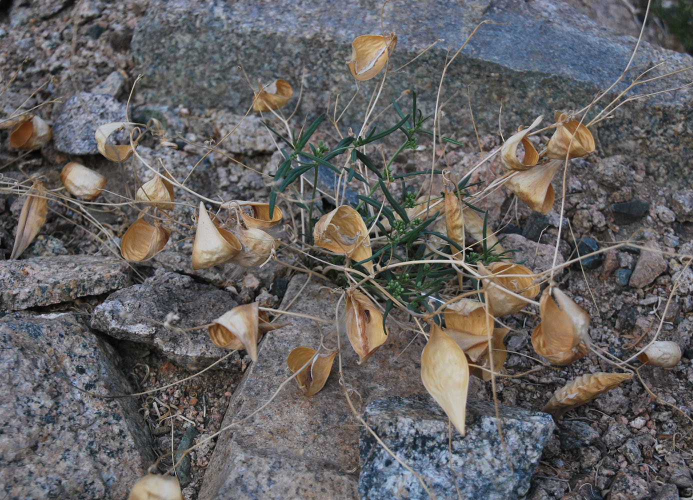 Image of Vincetoxicum sibiricum specimen.