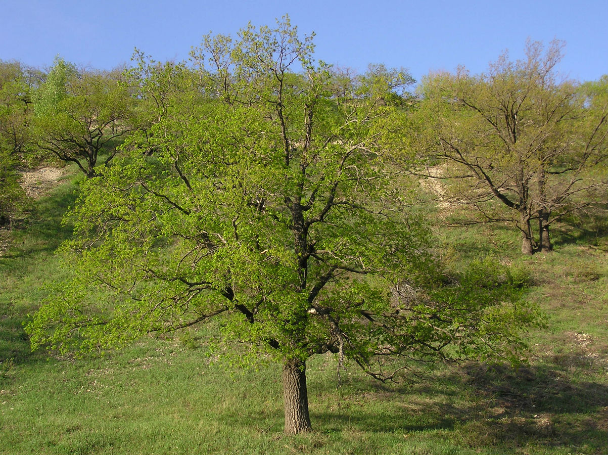 Image of Quercus robur specimen.