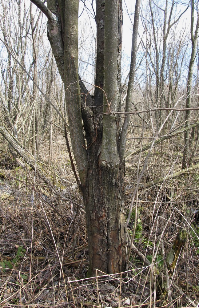 Image of Salix myrsinifolia specimen.