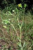 Potentilla recta