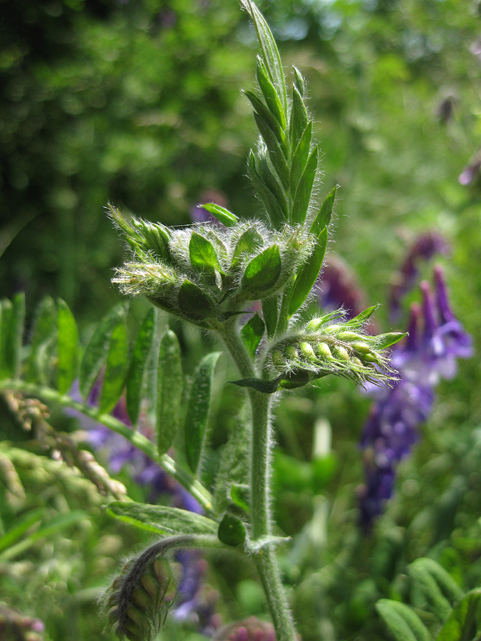 Изображение особи Vicia villosa.