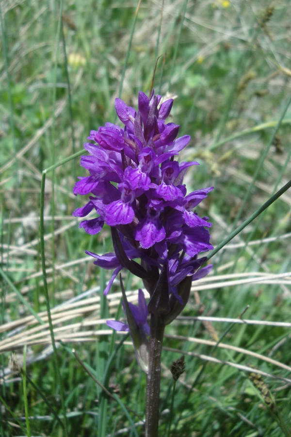 Image of Dactylorhiza umbrosa specimen.