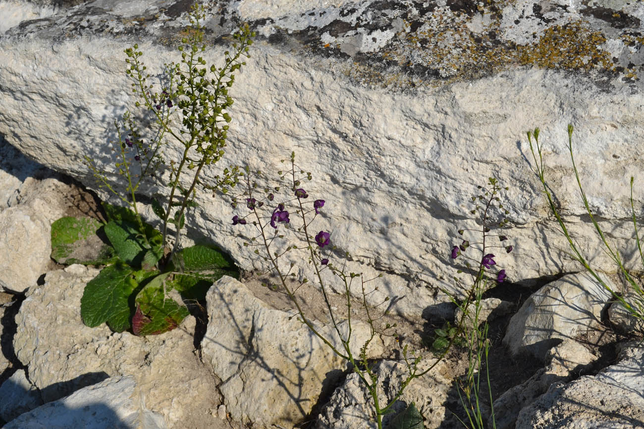 Image of Verbascum phoeniceum specimen.