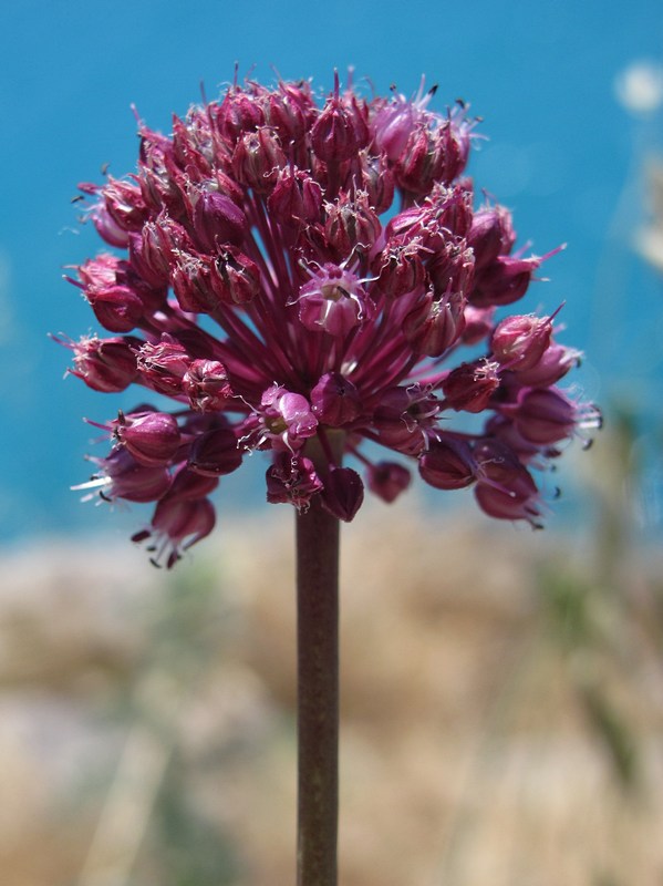 Image of Allium atroviolaceum specimen.