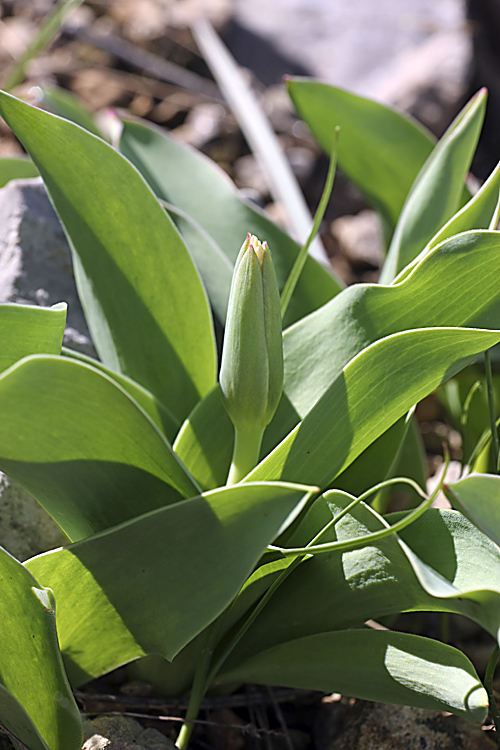 Изображение особи Tulipa berkariensis.