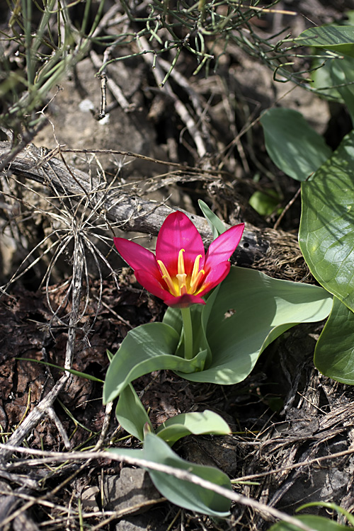 Изображение особи Tulipa berkariensis.