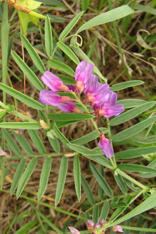 Image of Vicia amoena specimen.