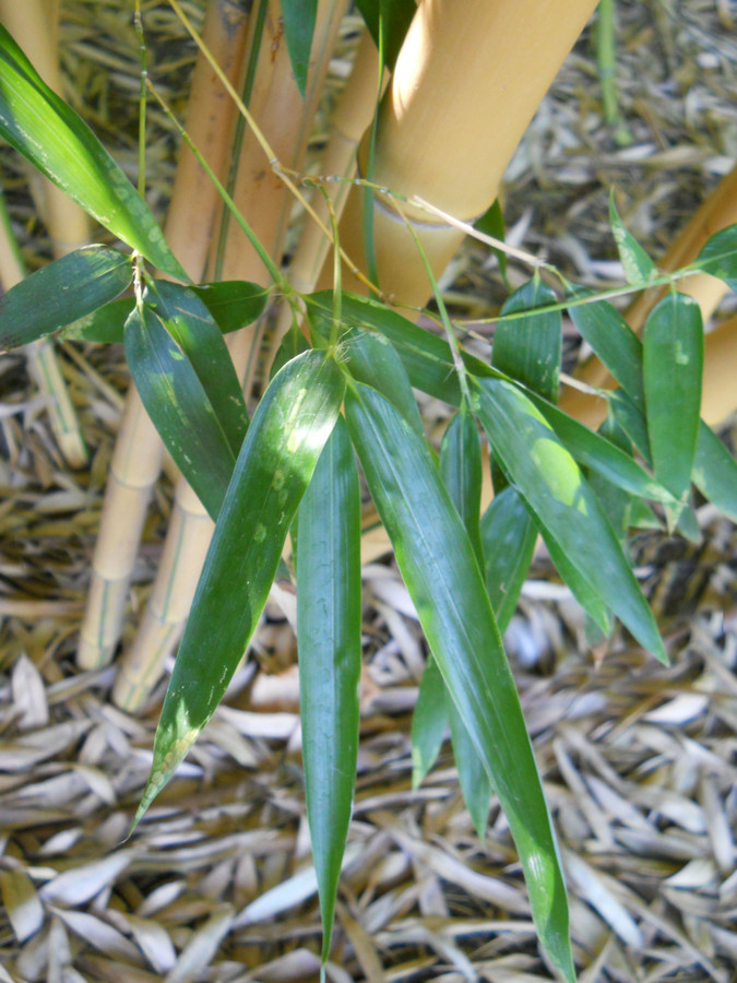 Изображение особи Phyllostachys aureosulcata.