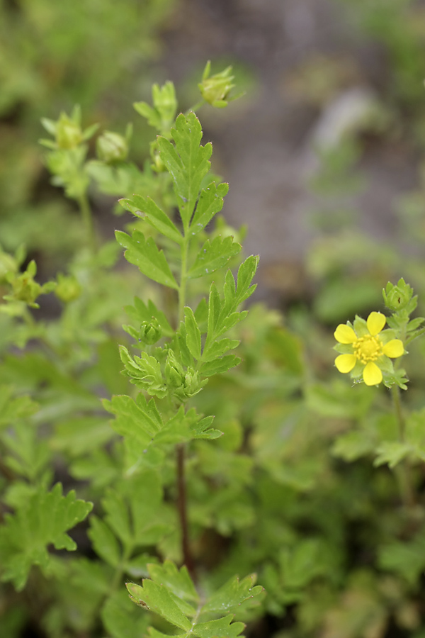 Image of Potentilla supina specimen.