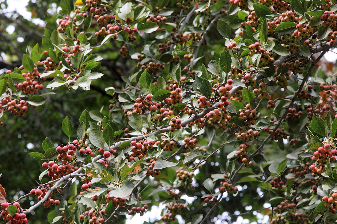 Image of Crataegus canbyi specimen.