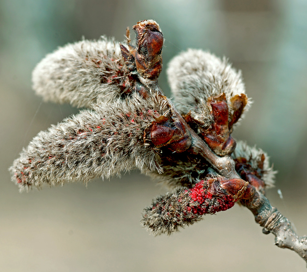 Image of Populus tremula specimen.