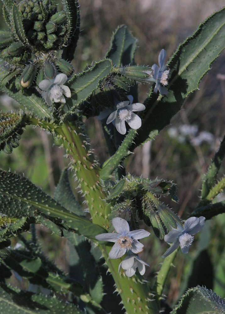 Image of Anchusa strigosa specimen.