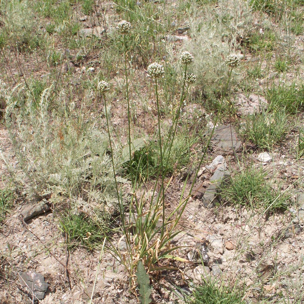 Image of Allium oreoscordum specimen.