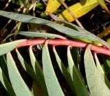 Euphorbia griffithii. Часть побега. Германия, г. Krefeld, ботанический сад. 21.10.2012.