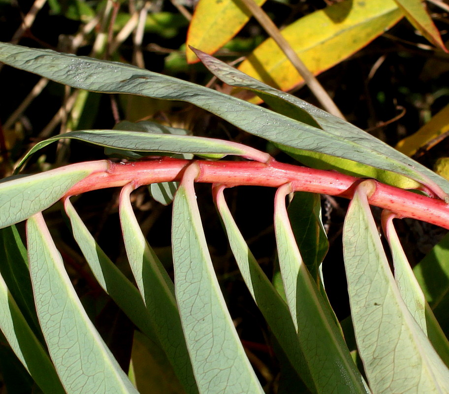 Image of Euphorbia griffithii specimen.