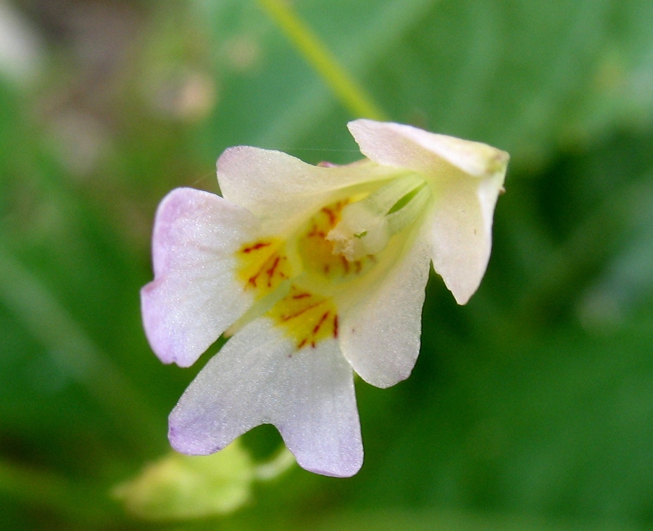 Image of Impatiens parviflora specimen.