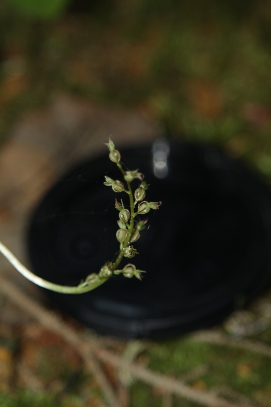 Image of Listera cordata specimen.