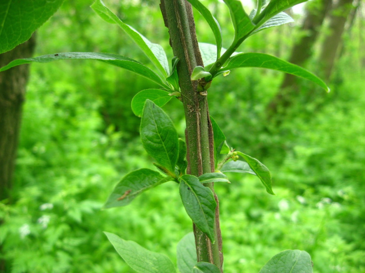 Изображение особи Euonymus europaeus.