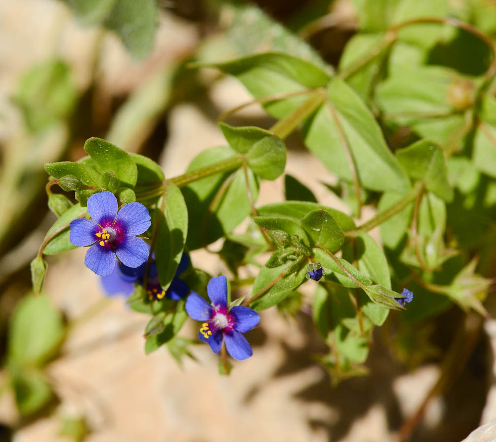 Image of Anagallis arvensis specimen.