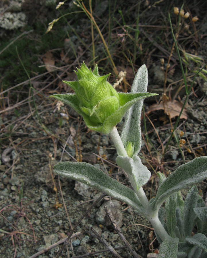 Image of Sideritis catillaris specimen.