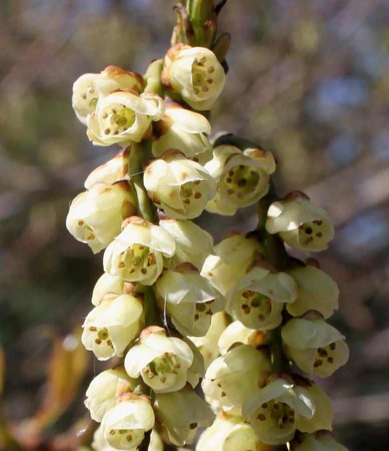 Image of Stachyurus praecox specimen.