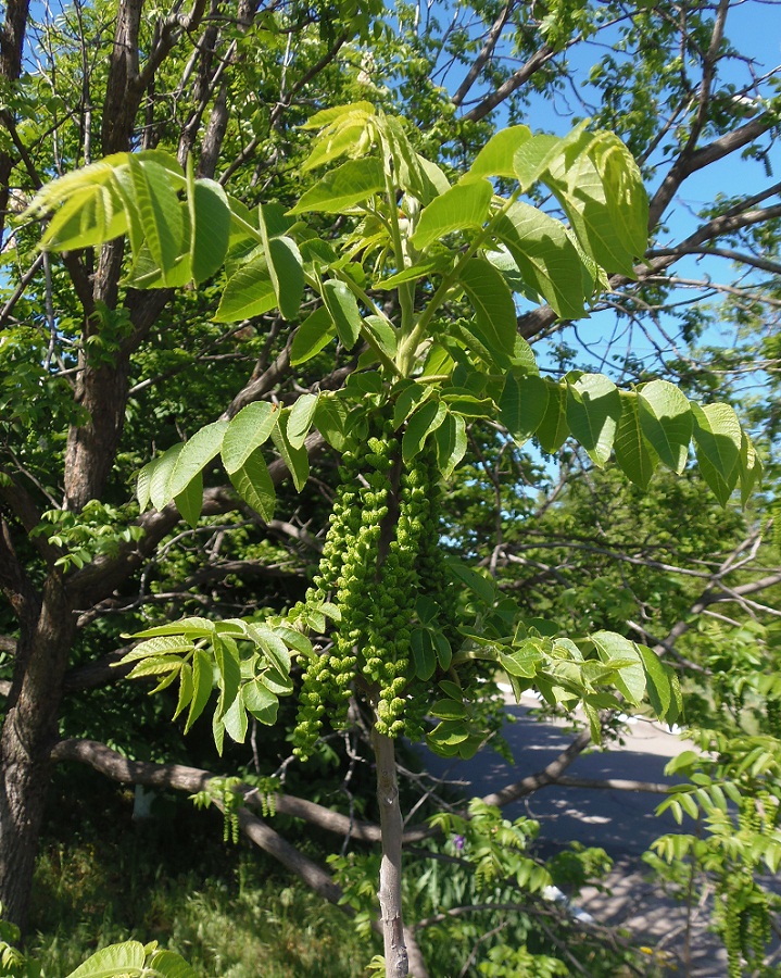 Image of Juglans nigra specimen.