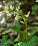 Cephalanthera longifolia. Верхушка цветущего растения. Нагорный Карабах, Мартунинский р-н, окр. дер. Мсмна, опушка широколиственного леса. 06.05.2013.