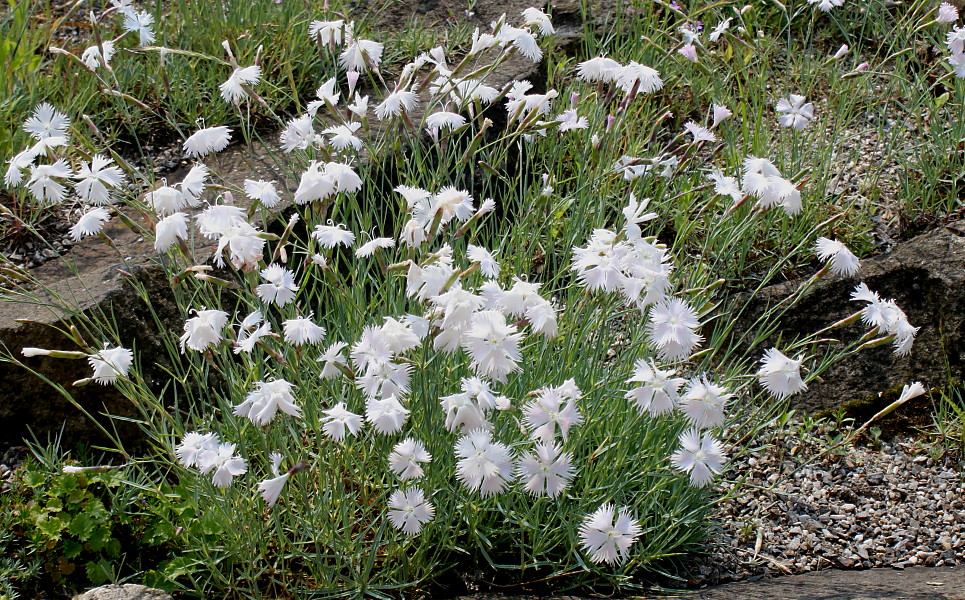 Image of Dianthus noeanus specimen.