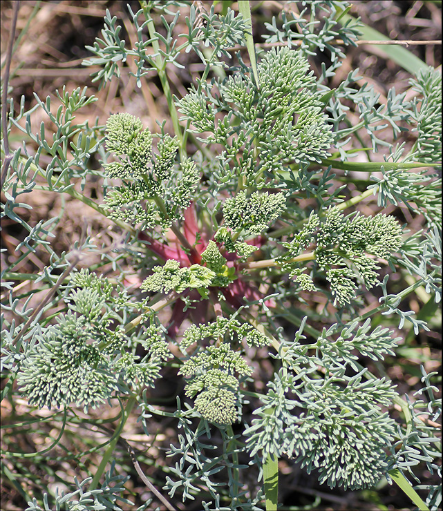 Image of Seseli ponticum specimen.