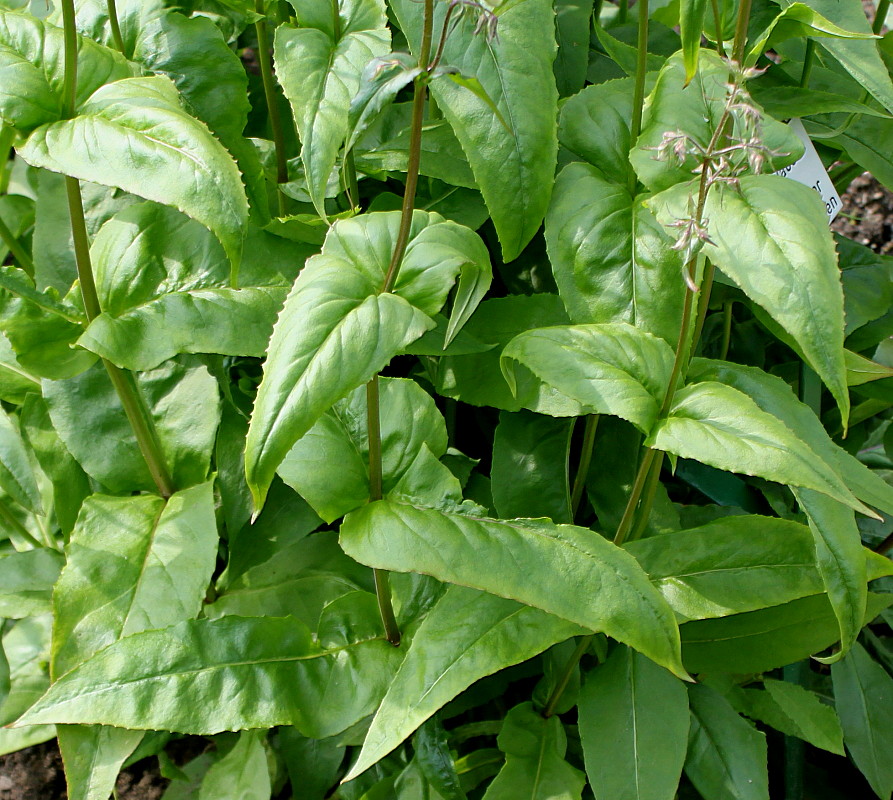 Image of Penstemon smallii specimen.