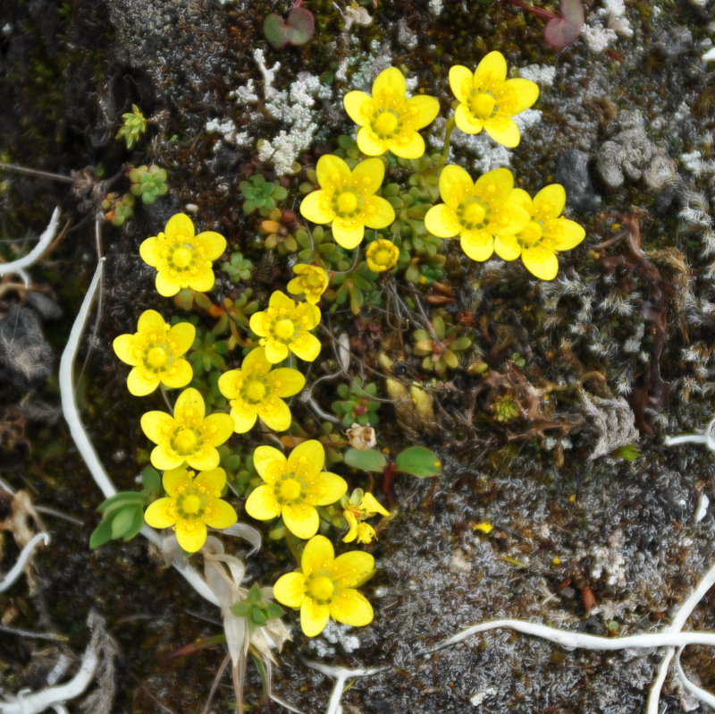 Image of Saxifraga serpyllifolia specimen.