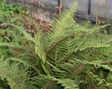 Polystichum setiferum. Вайи. Германия, г. Krefeld, Ботанический сад. 25.07.2013.