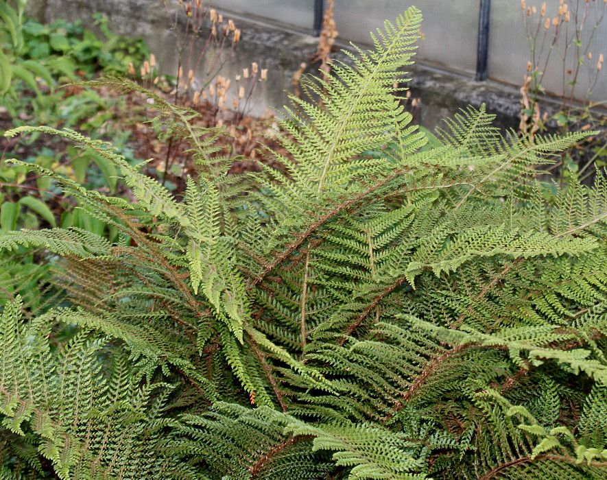 Image of Polystichum setiferum specimen.