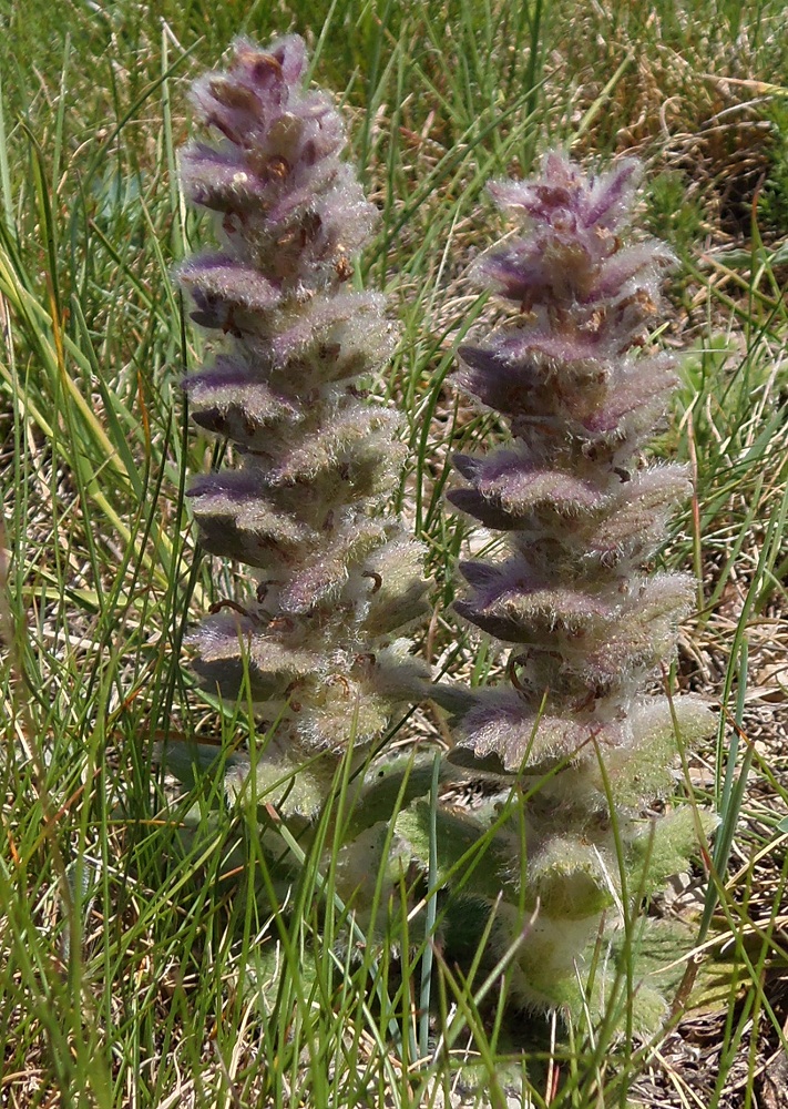 Image of Ajuga orientalis specimen.