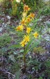 Solidago virgaurea subspecies lapponica