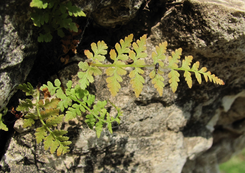 Изображение особи Cystopteris fragilis.