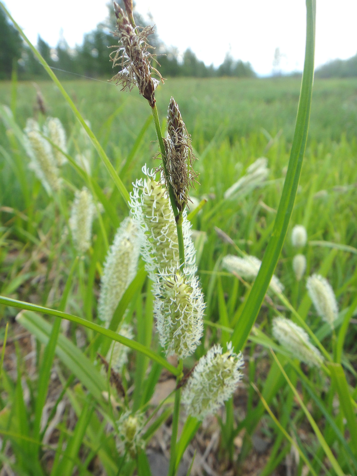 Image of Carex rhynchophysa specimen.