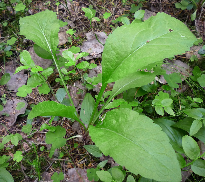 Изображение особи Solidago virgaurea.