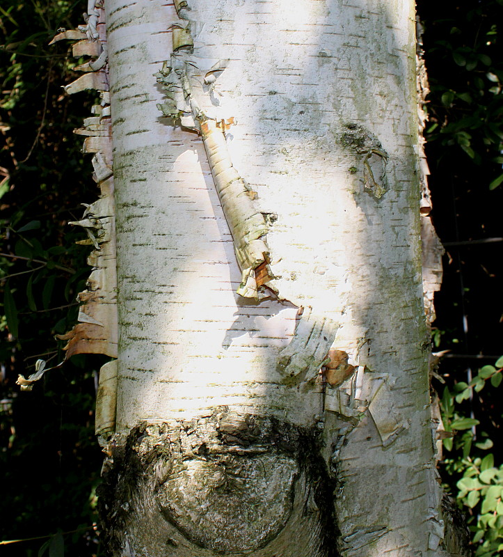 Image of Betula ermanii specimen.