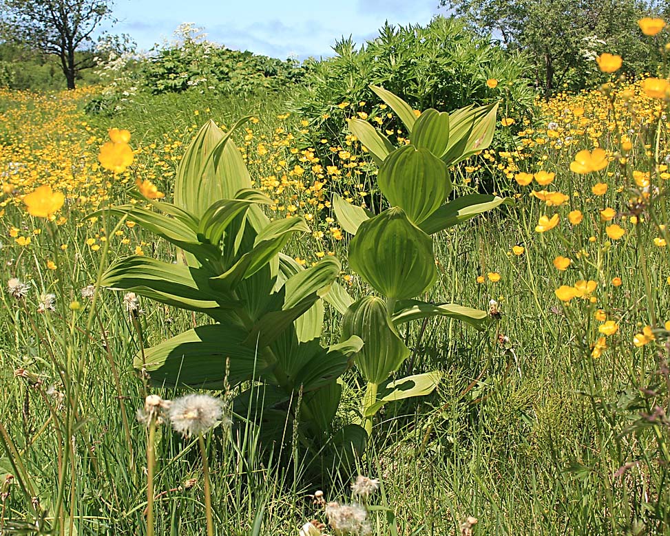 Image of Veratrum grandiflorum specimen.