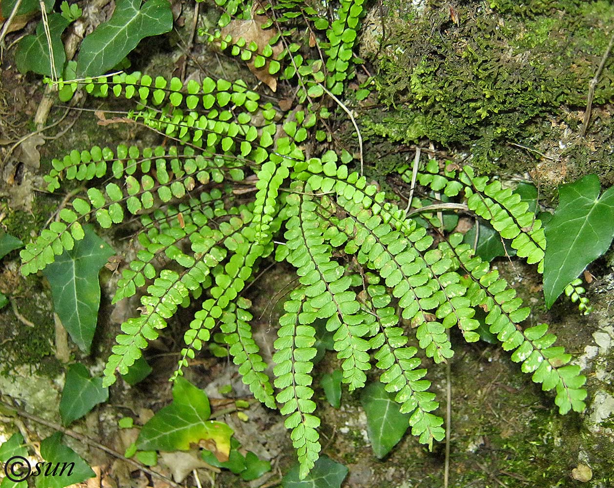 Image of Asplenium trichomanes specimen.